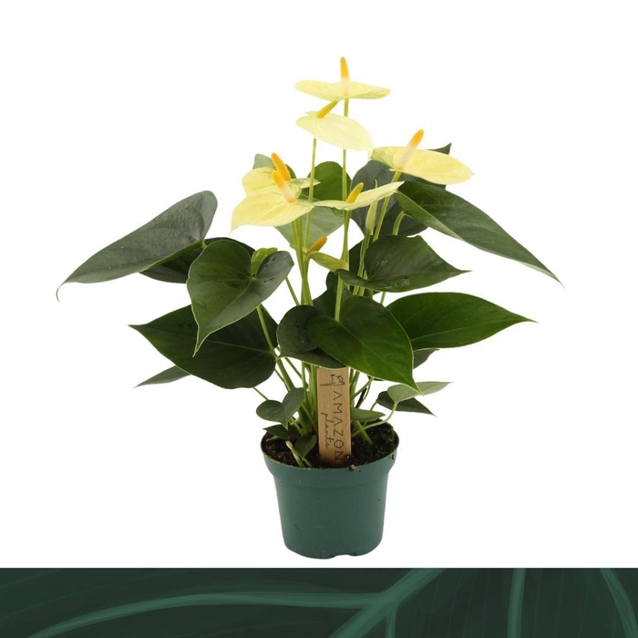 <h4>Anthurium Vanilla 9cm</h4>