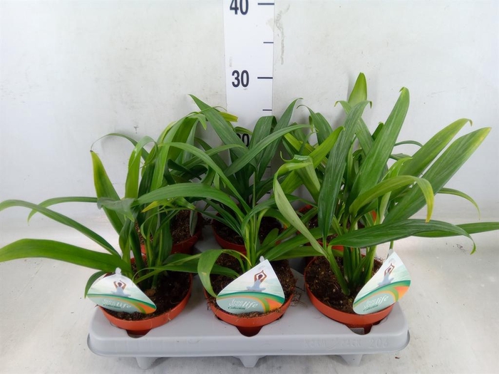 <h4>Epipremnum   ...</h4>