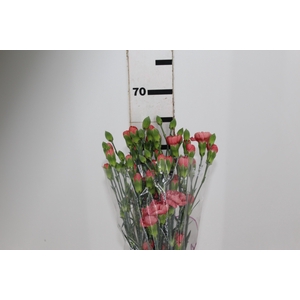 CRAVO SPRAY MISS TRENDY 070 CM