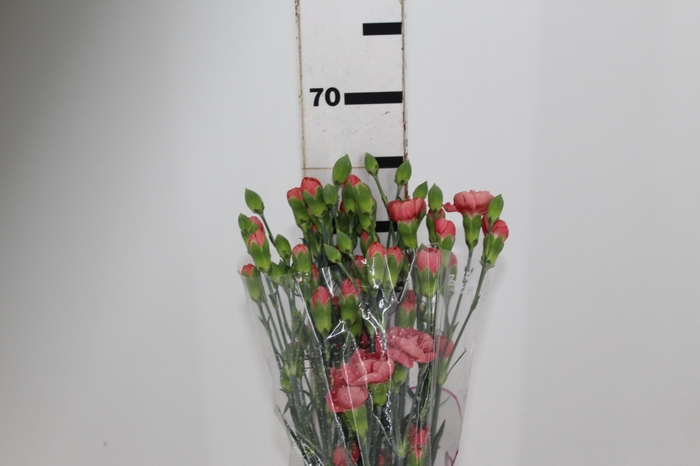 <h4>CRAVO SPRAY MISS TRENDY 070 CM</h4>