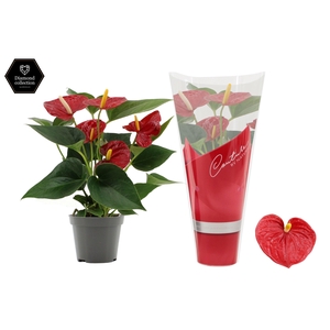 Anthurium 9 cm Diamond Red in Couture sleeve