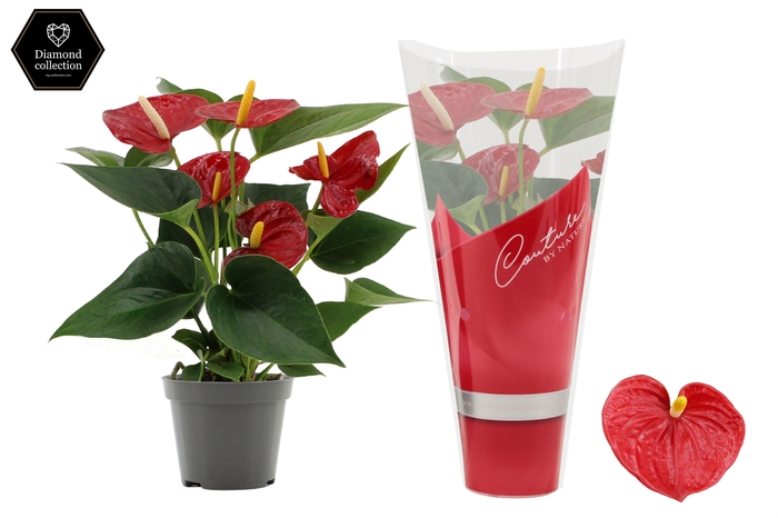 <h4>Anthurium 9 cm Diamond Red in Couture sleeve</h4>