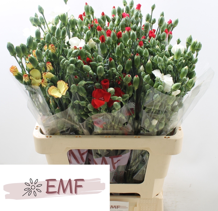 <h4>Di Solom Gem Fust</h4>