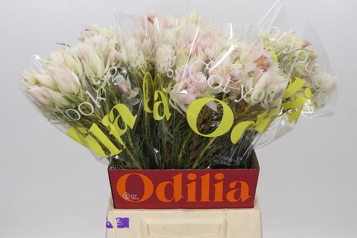 <h4>Blushing Bride 4/6 Flowers</h4>