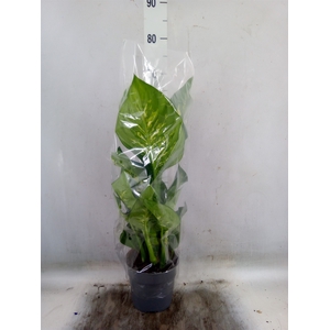 Dieffenbachia seg. 'Reeva'