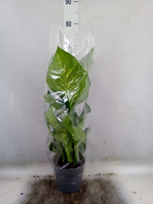 <h4>Dieffenbachia seg. 'Reeva'</h4>