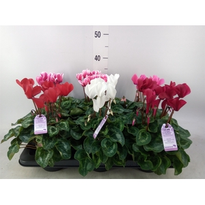 Cyclamen MD 'Macro'
