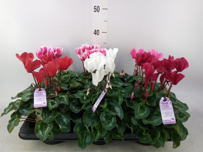 <h4>Cyclamen MD 'Macro'</h4>