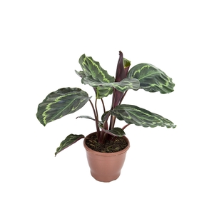 CALATHEA PICTA ROYALE P12