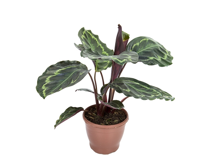 <h4>CALATHEA PICTA ROYALE P12</h4>