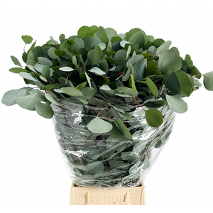 EUC. POPULUS 300 GR