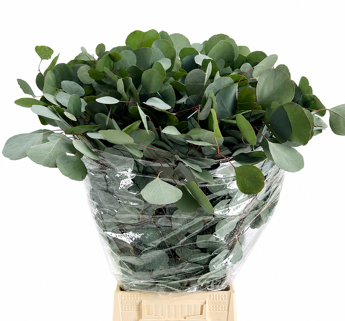 <h4>EUC. POPULUS 300 GR</h4>