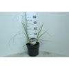 Cortaderia overig Mini silver Pampas