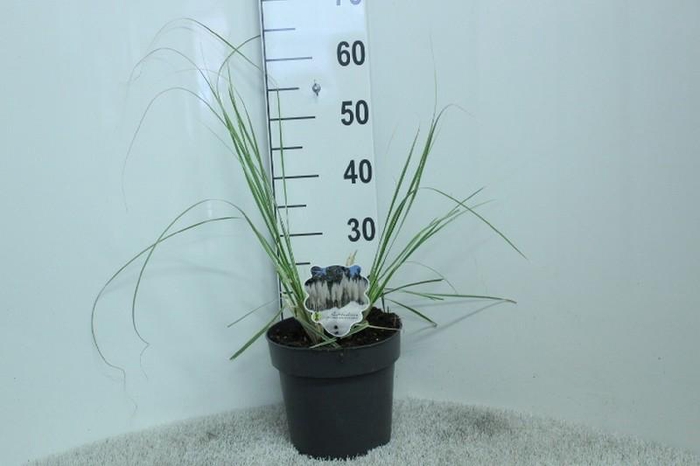 Cortaderia overig Mini silver Pampas
