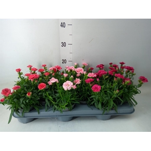Dianthus  'Oscar'   ...mix