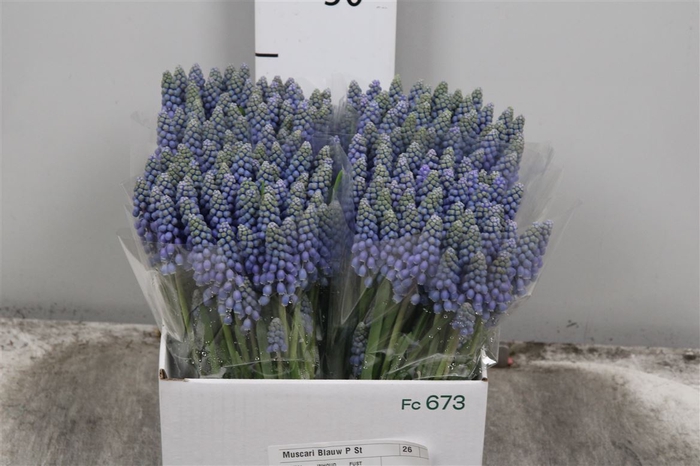 <h4>Muscari Blauw P St</h4>