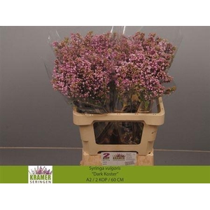 Syr V Dark Koster 60cm 2 Hd