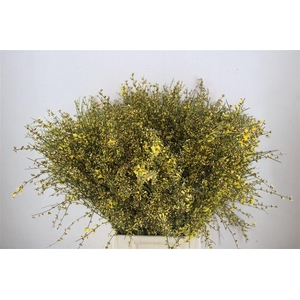 Ginster 400gr Yellow P Bunch