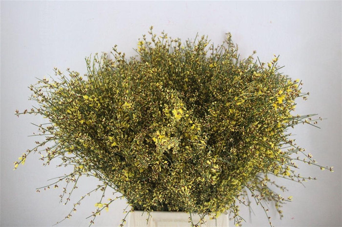 <h4>Ginster 400gr Yellow P Bunch</h4>