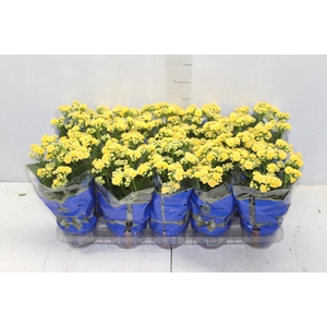KALANCHOE DOBRADO P11 AMARELO