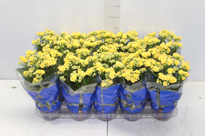 <h4>KALANCHOE DOBRADO P11 AMARELO</h4>