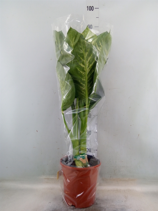 <h4>Dieffenbachia seg. 'Tropic Snow'</h4>