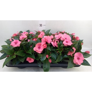 Impatiens NG 'Tamarinda Salmon'