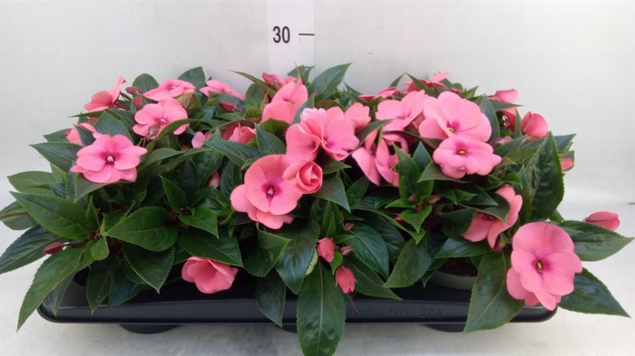 <h4>Impatiens NG 'Tamarinda Salmon'</h4>