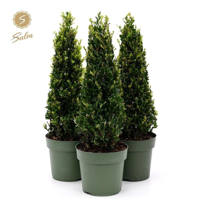 <h4>Ilex crenata 'Jenny'® Pyramid 35cm P17</h4>