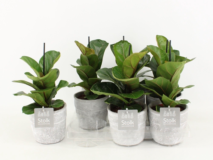 <h4>Ficus Lyrata Keramiek Stone Look</h4>
