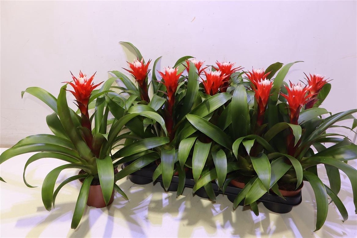 <h4>arr8 Guzm Ov</h4>