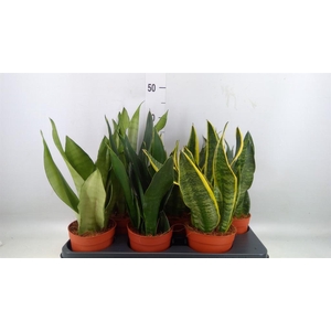 Sansevieria trifa.   ...