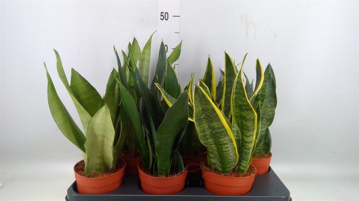 <h4>Sansevieria trifa.   ...</h4>