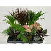 Keen on Green mix Nevada 7 cm (Decorum)