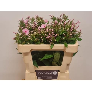 Phlox Sweet Lexy Hogenboom