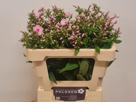 <h4>Phlox Sweet Lexy Hogenboom</h4>