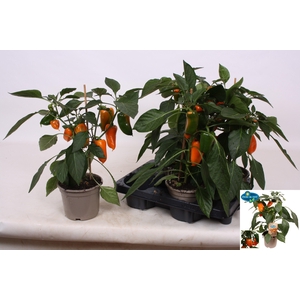 PAPRIKA PLANTEN