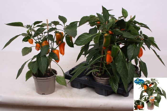 <h4>PAPRIKA PLANTEN</h4>