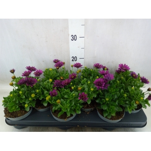 Osteospermum  'FlowPow Dbl Purple'