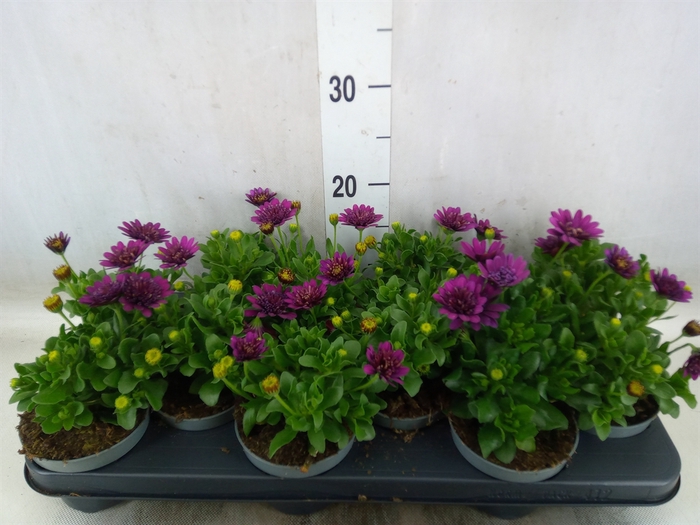 <h4>Osteospermum  'FlowPow Dbl Purple'</h4>