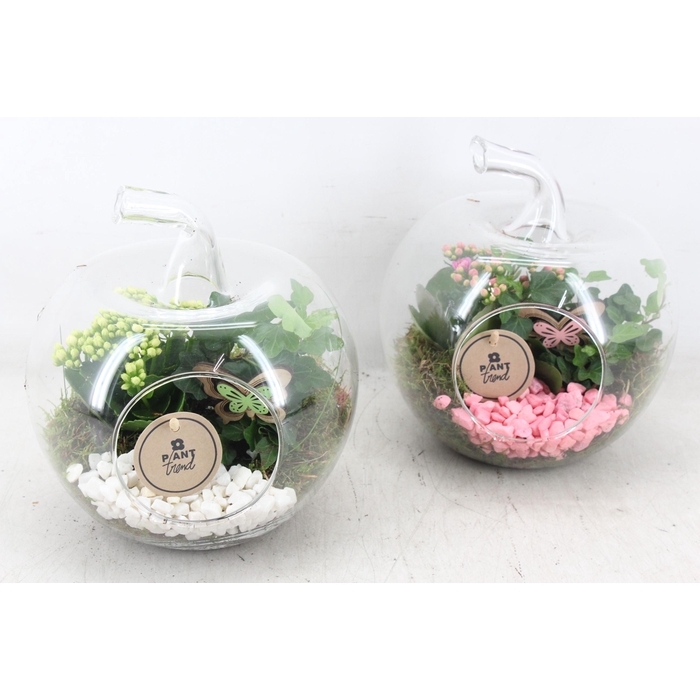 <h4>Arr2 Pl - Glazen Appel 338/3 - Roze/wit</h4>