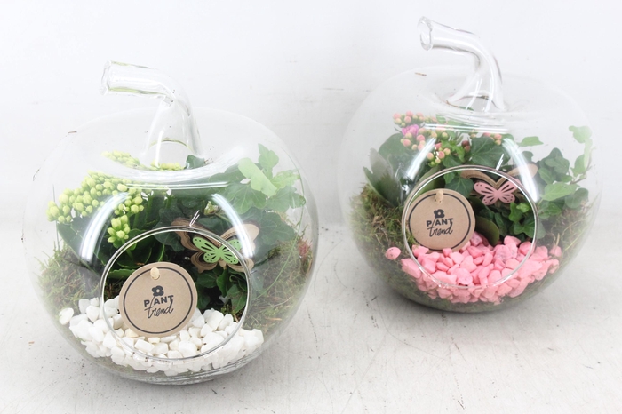 Arr2 Pl - Glazen Appel 338/3 - Roze/wit