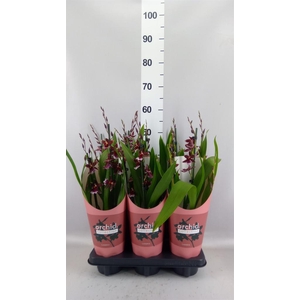 Burrageara 'Barrocco Red'