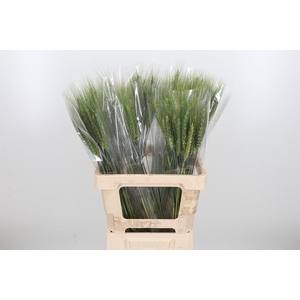 Triticum Aestivum Bs