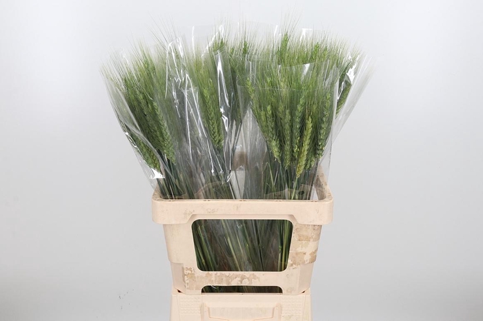 <h4>Triticum Aestivum</h4>