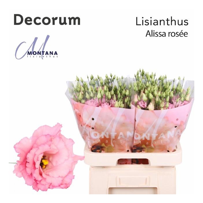 <h4>Eus G Alissa Rose Pi</h4>