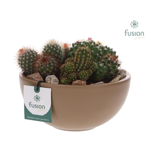 Schaal keramiek Moon Medium beige met Cactussen