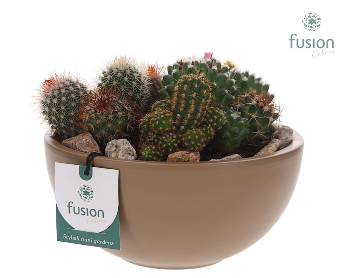 <h4>Schaal keramiek Moon Medium beige met Cactussen</h4>