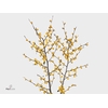 ILEX VE GOLD VERBOOM