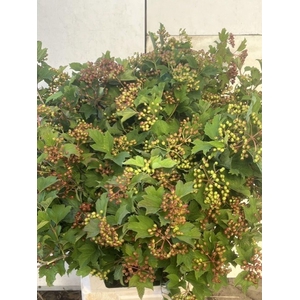 VIBURNUM ROSEUM (SNEEUWBAL) VIBURNU